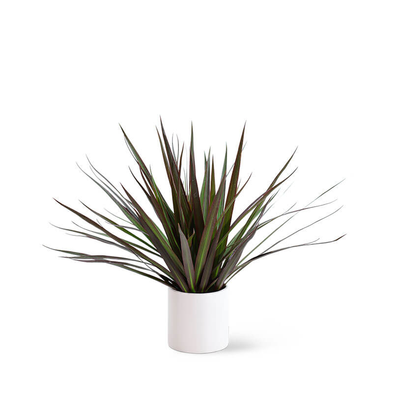 indoor yucca plant Yucca Palm – Fragrance Plants and Flowers