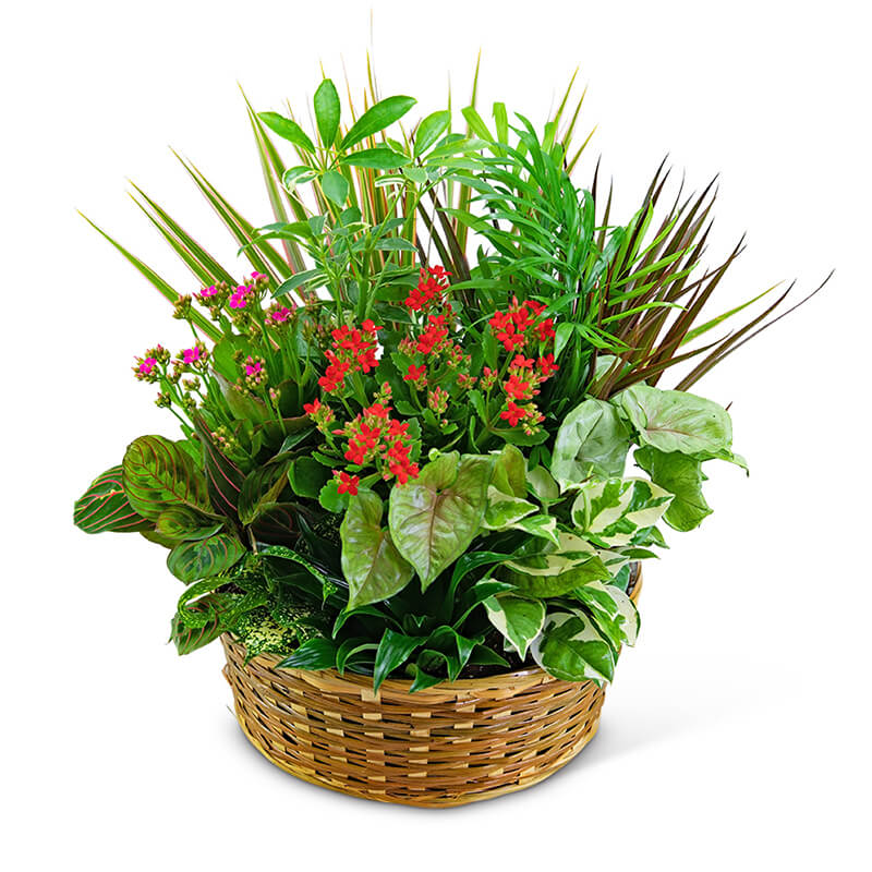 Large Blooming Dish Garden Keller & Stein