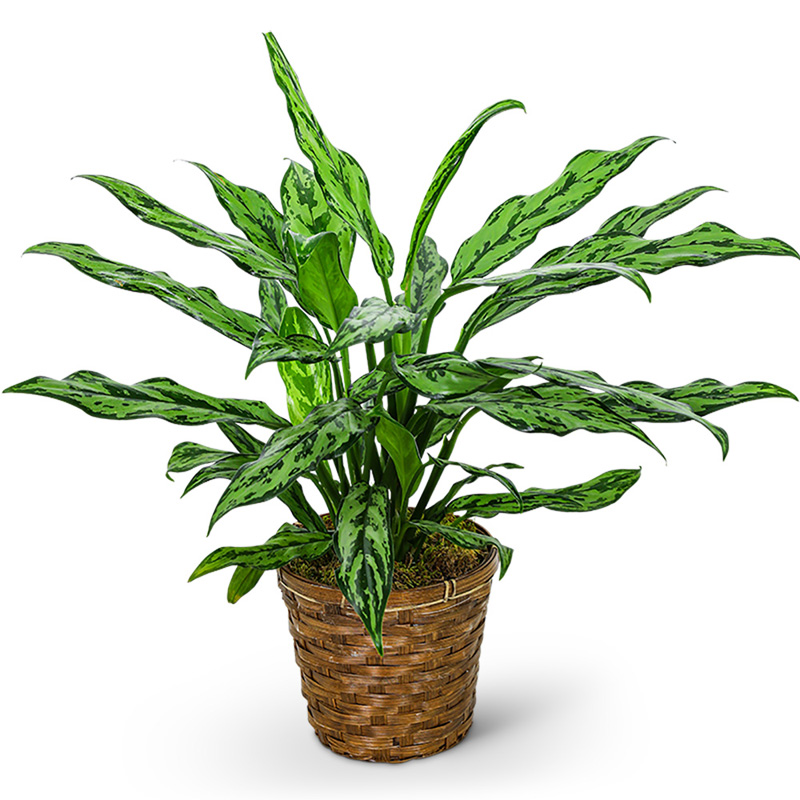 chinese-evergreen-plant-keller-stein