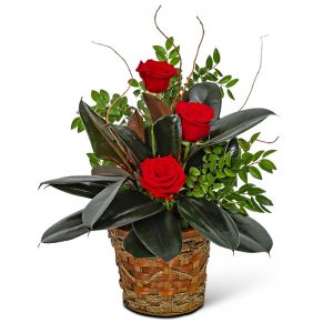 Rubber Tree Plant with Red Roses