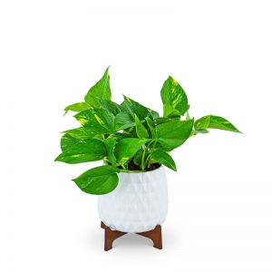 Mod Pothos Plant