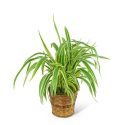 Flax Lily Plant in Basket