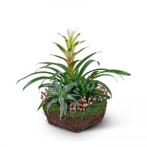 Bromeliad Comfort Planter