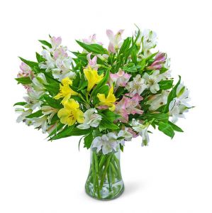 Lovely Peruvian Lilies