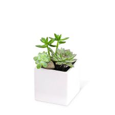 Small Succulent Garden