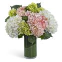 Hydrangea Glow