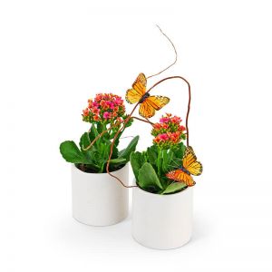 Kalanchoe Garden Duo