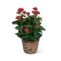 Red Kalanchoe Plant