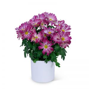 Purple Daisy Chrysanthemum Plant