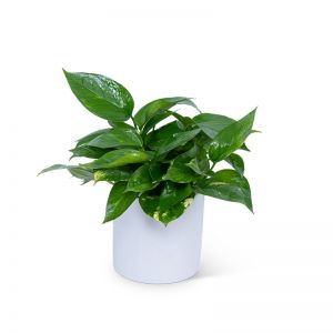 Pothos Plant