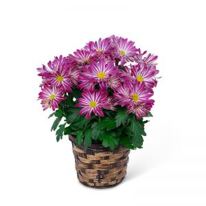 Purple Daisy Chrysanthemum Plant