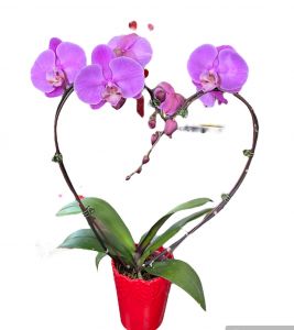 Orchid Heart