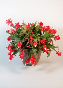 Christmas Cactus