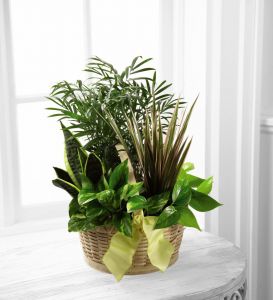 Indoor Basket Garden