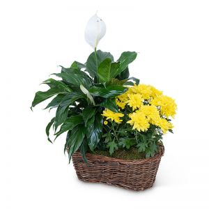 Peace Lily with Yellow Mum Plant