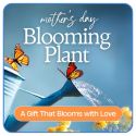 Mother's Day Blooming Plant