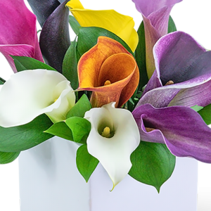 Captivating Mini Callas