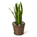 Sansevieria Plant in Basket