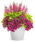 Belmont patio pot