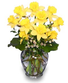 Dazzling Daffodils