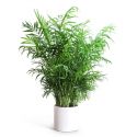 Areca Palm Plant