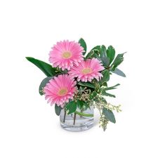 Gerbera Simplicity