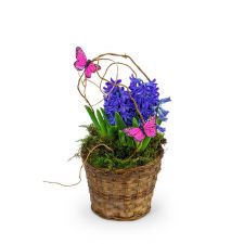 Hyacinth Plant in Basket