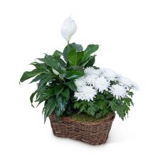 Peace Lily with White Mum Plant