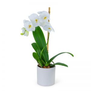 White Orchid Plant