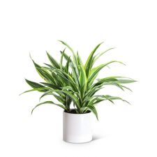 Dracaena Lemon Lime Plant