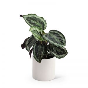 Calathea Plant