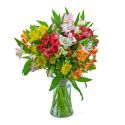 Cheerful Alstroemeria