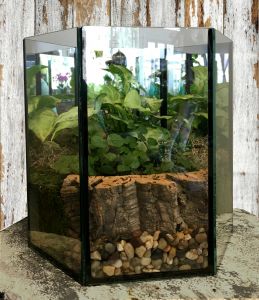 Mirrored Terrarium