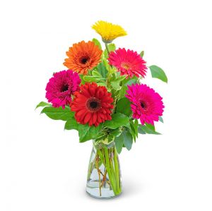 Gleeful Gerbera