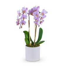 Phalaenopsis Orchid