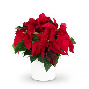 Red Poinsettia Plant