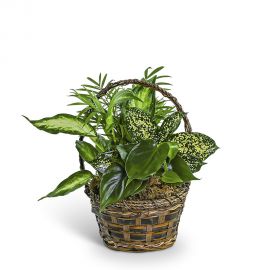 Tranquil Dish Garden in Basket