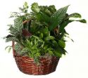 Dish Garden Basket