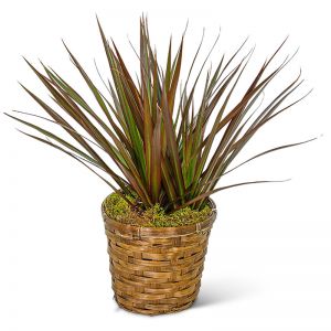 Dracaena Marginata in a Basket