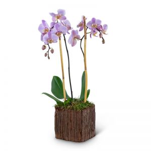 Stately Phalaenopsis Orchid