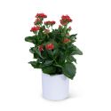 Red Kalanchoe Plant