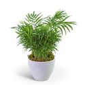 Palm Plant in Ceramic