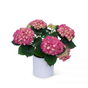 Pink Hydrangea Plant