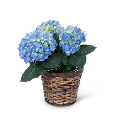 Blue Hydrangea Plant