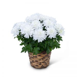 White Chrysanthemum Plant