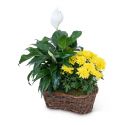 Peace Lily with Yellow Mum Plant