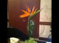 weddingshowsummit1.JPG