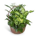Verdant Dish Garden