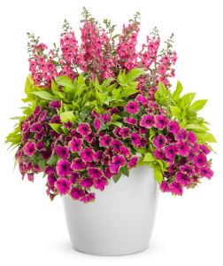 Belmont patio pot
