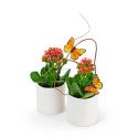 Kalanchoe Garden Duo